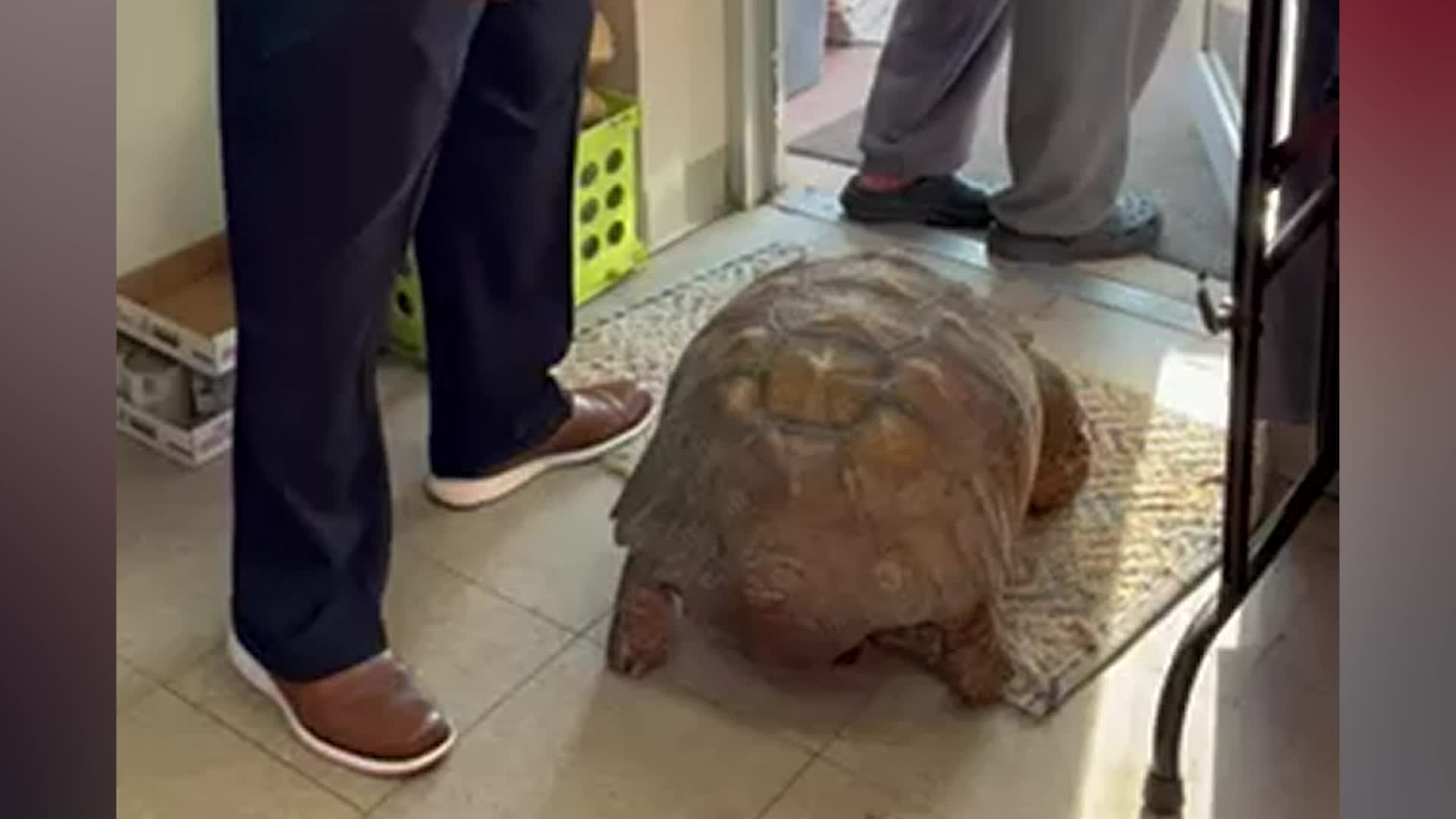 Escaped Century-Old Tortoise Reunited With Owner