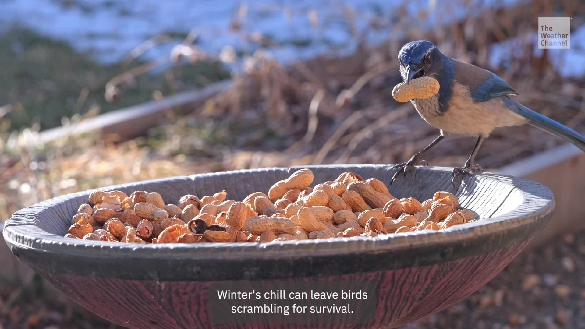 Essential Tips For Winter Bird Feeding