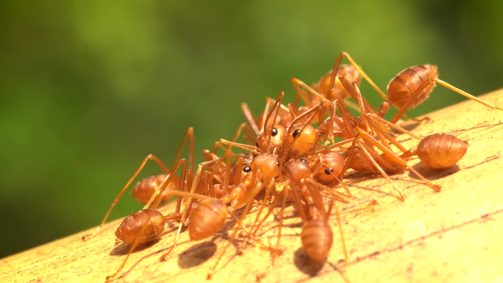 Everything You Need To Know To Survive Fire Ant Season