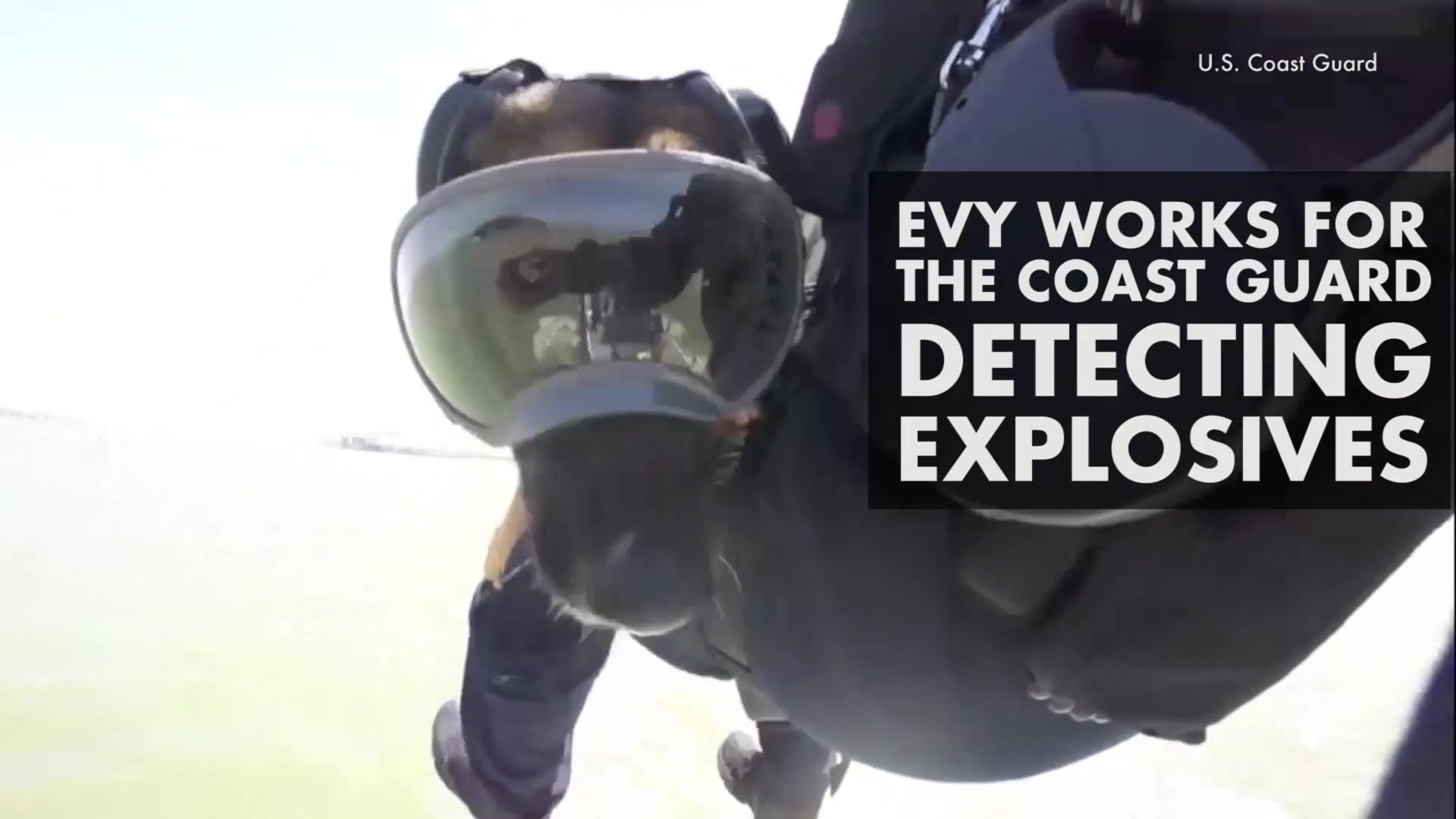 Evy the Dog Taking Helicopter Training