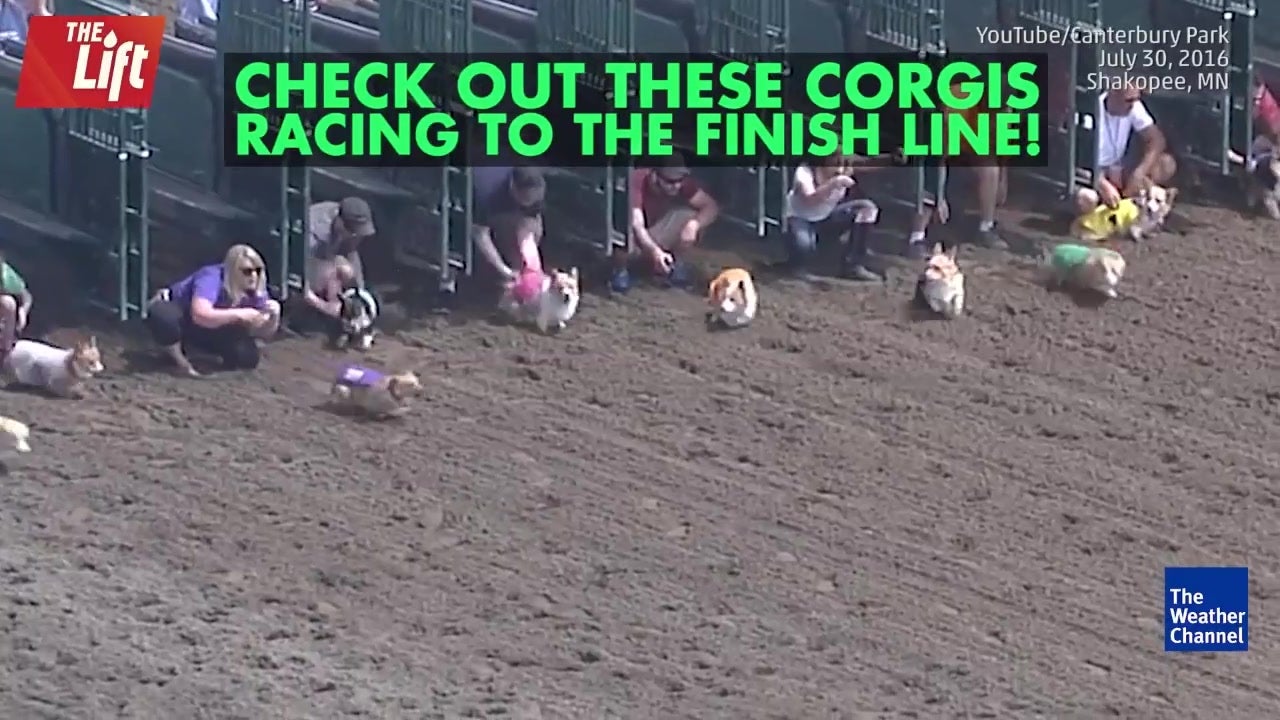 Excited Corgis Out of the Gate in a Race
