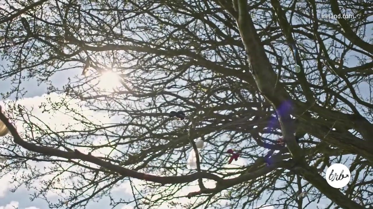 Fairy Trees Will Make You Believe In Magic