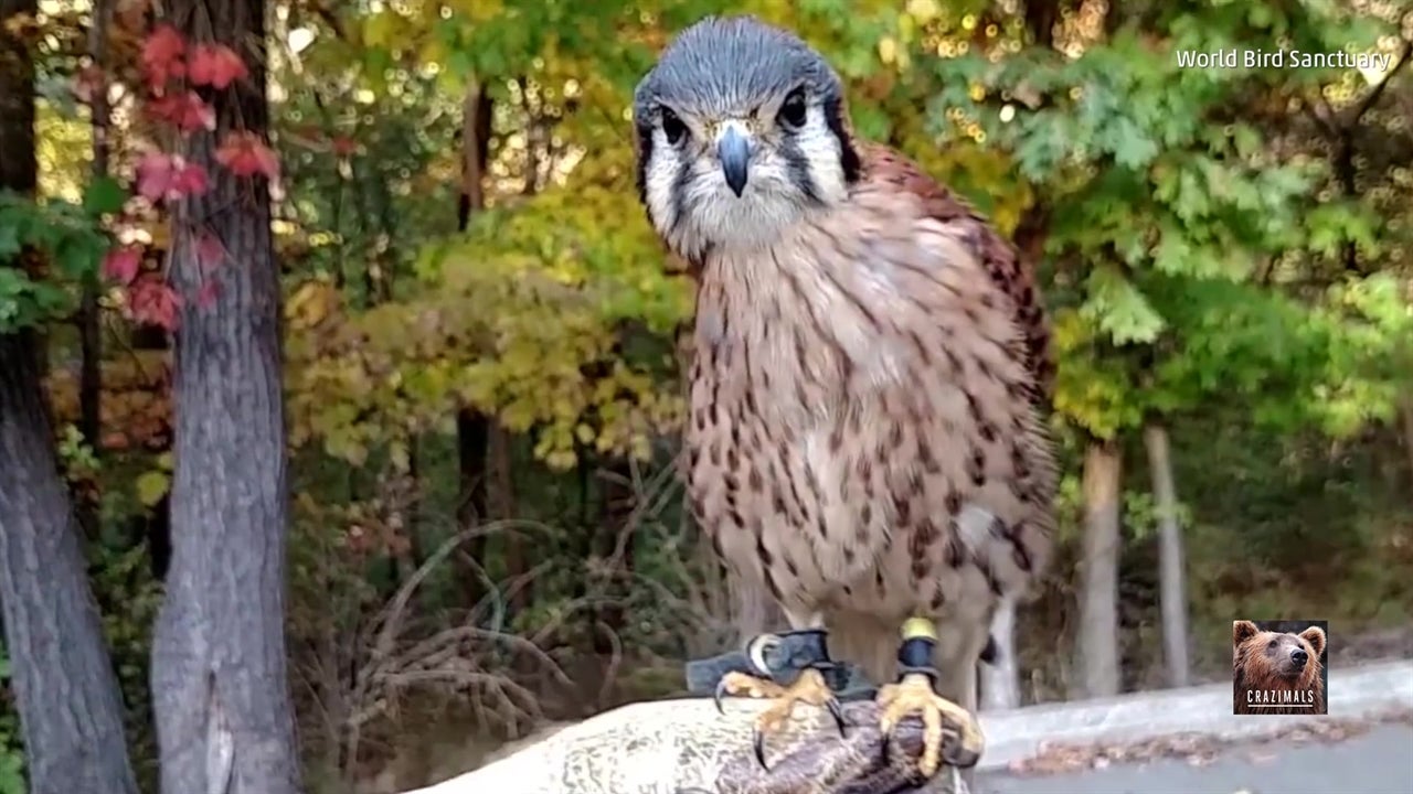 Falcon Does Impossible Belly Dance