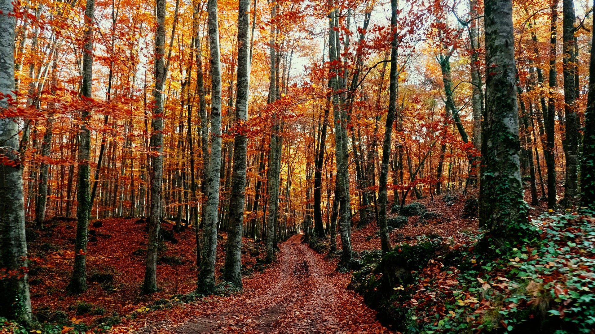 How meteorologists forecast peak fall foliage weeks in advance