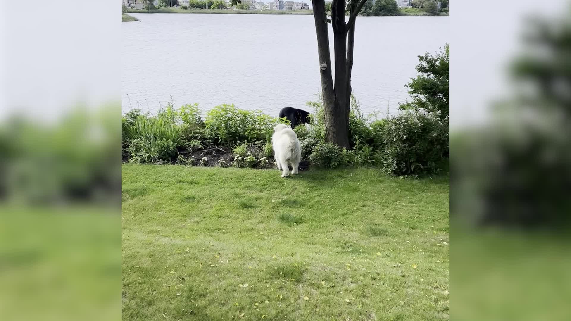 Family Dog Comes Face To Face With Black Bear