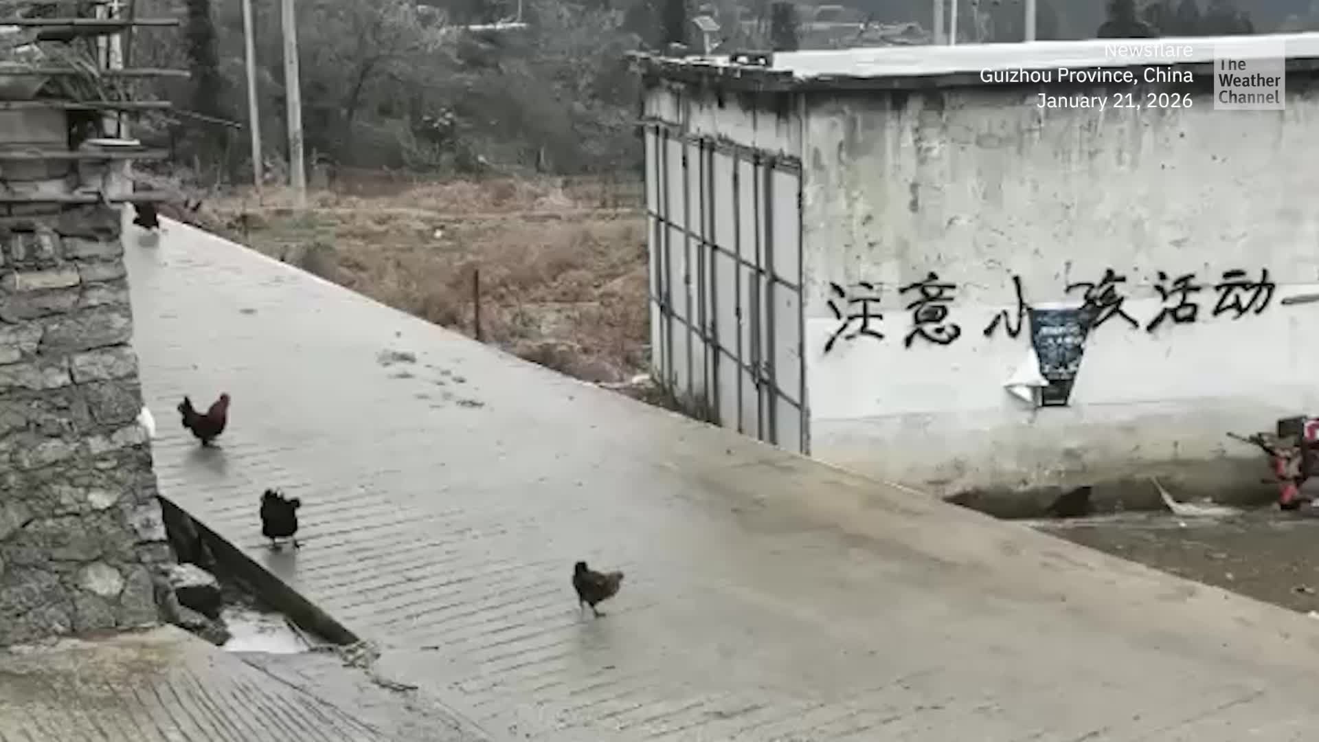 Farmyard Fiasco On Ice: Chickens And Goose Slip And Slide