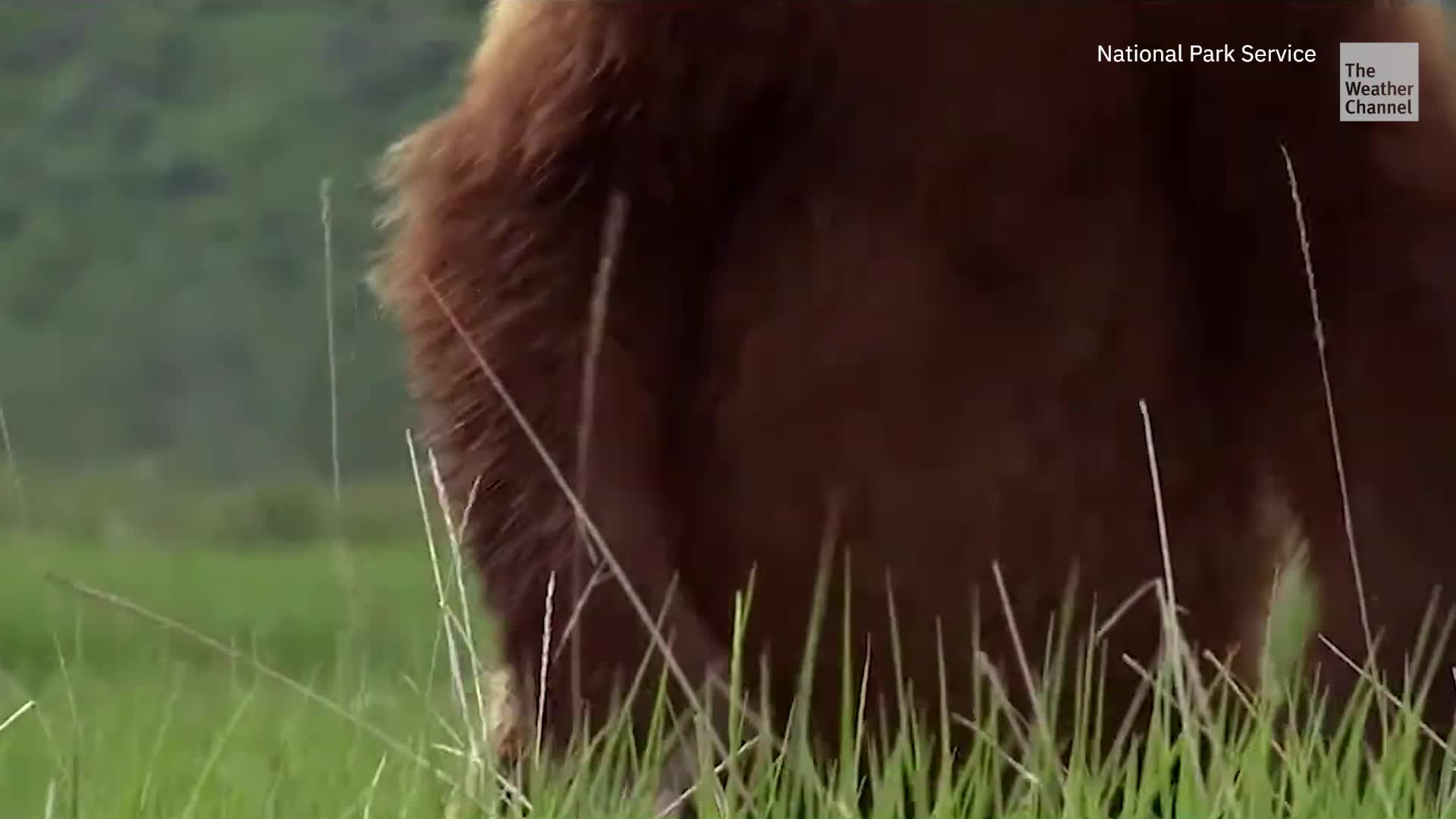 Fat Bear Week Is Back: Who Prepared Best For Winter?
