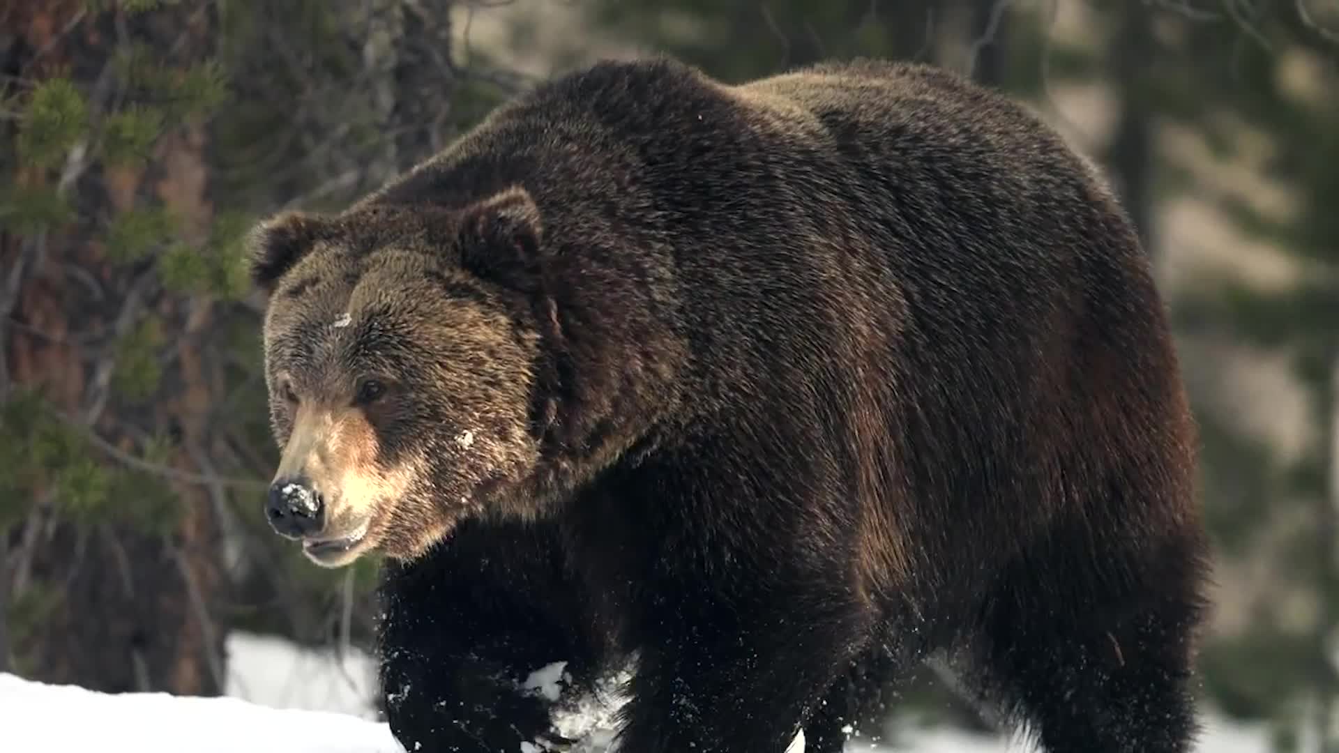 Fat Bears, Hibernation, And How It Could Make Humans More Healthy