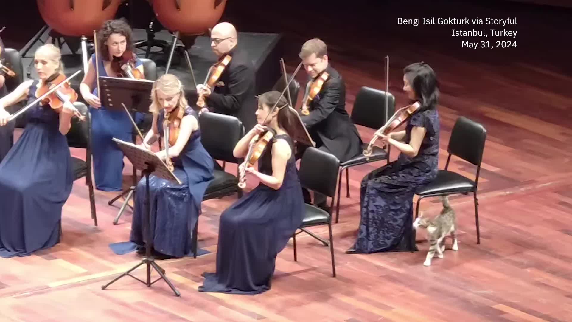 Feline Soloist Takes The Stage During Beethoven Symphony
