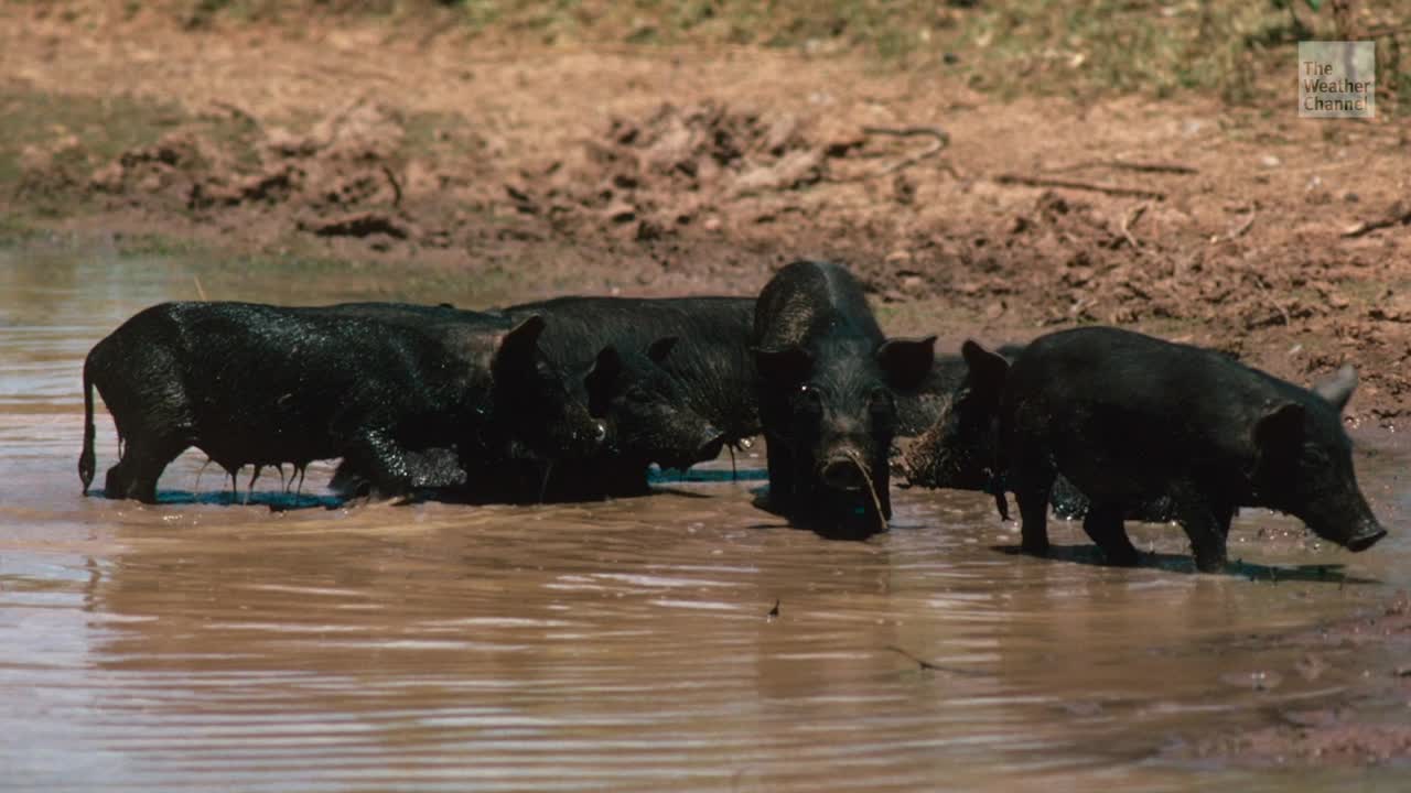 Feral Pigs Produce as Much CO2 as 1.1 Million Cars, Study Finds