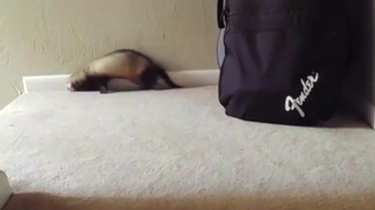 Ferret Tries to Hide Behind a Bag