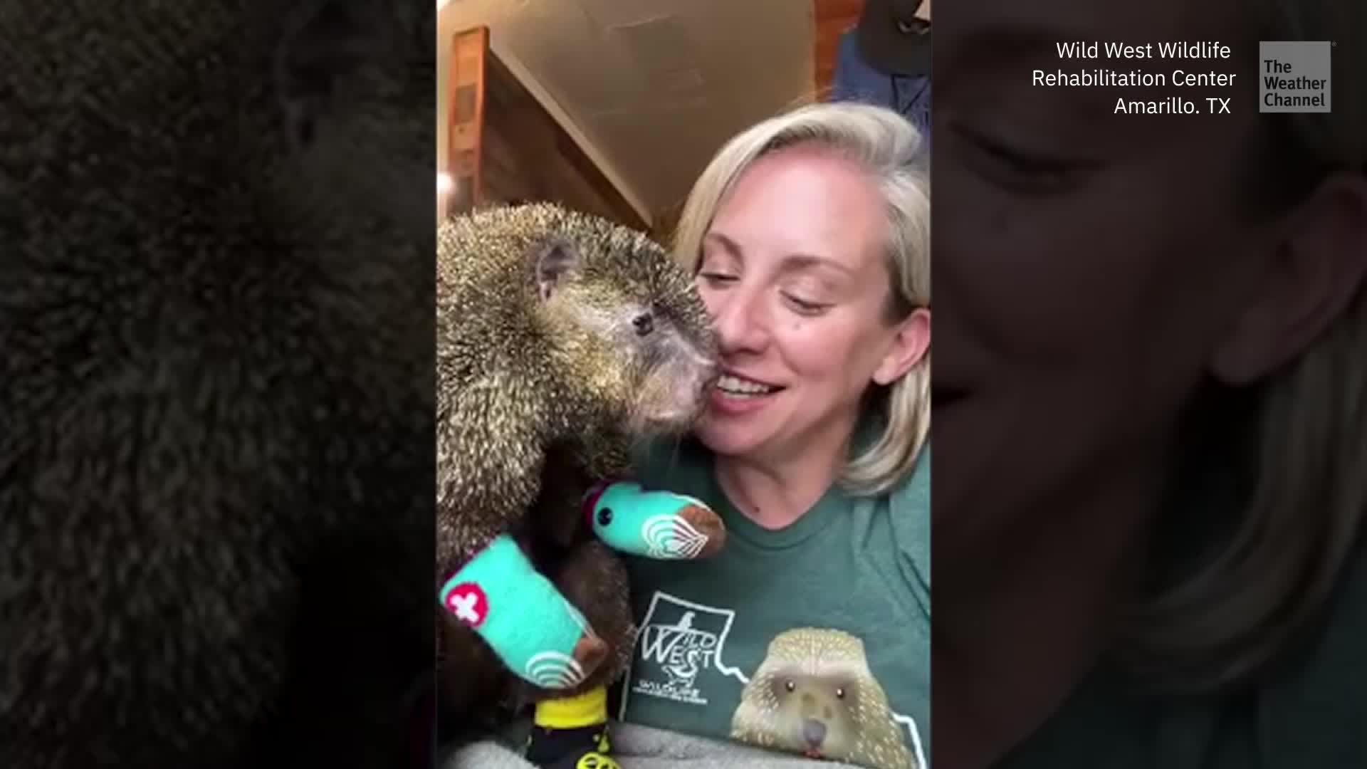 'Fight Like Cinder': Porcupine Healing After Texas Wildfire