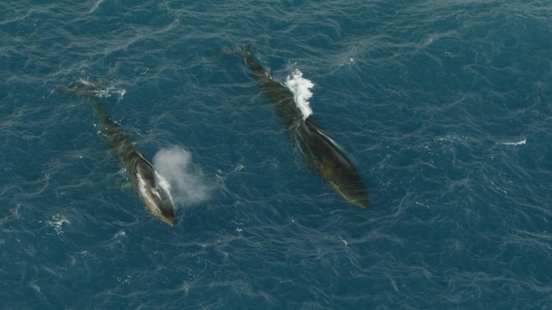Fin Whale Populations Recovering From Near-Extinction