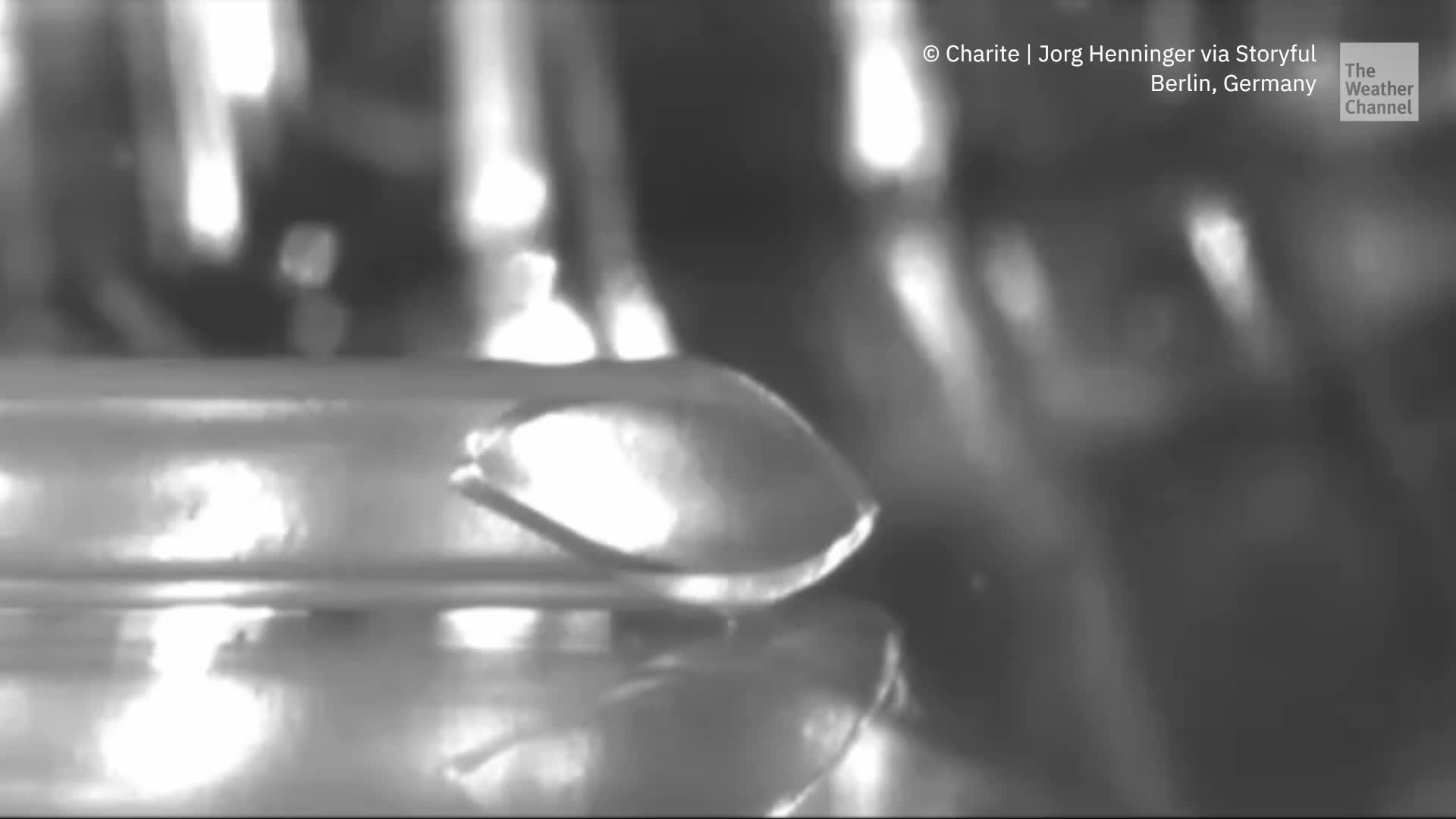 Firecracker Or Fish? Tiny Fish Makes Big Noise