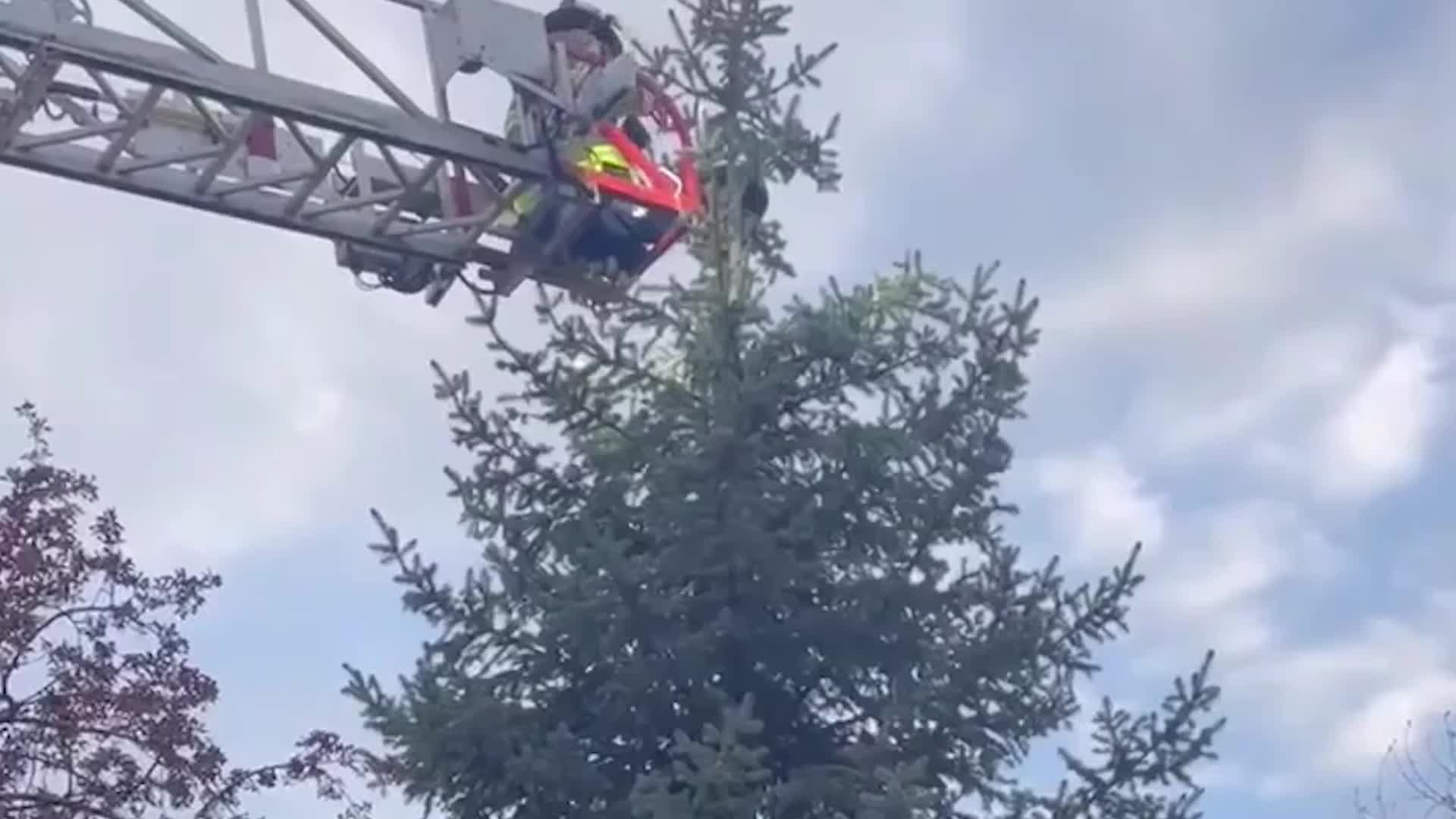 Firefighter Rescues Cat Stuck In Tree