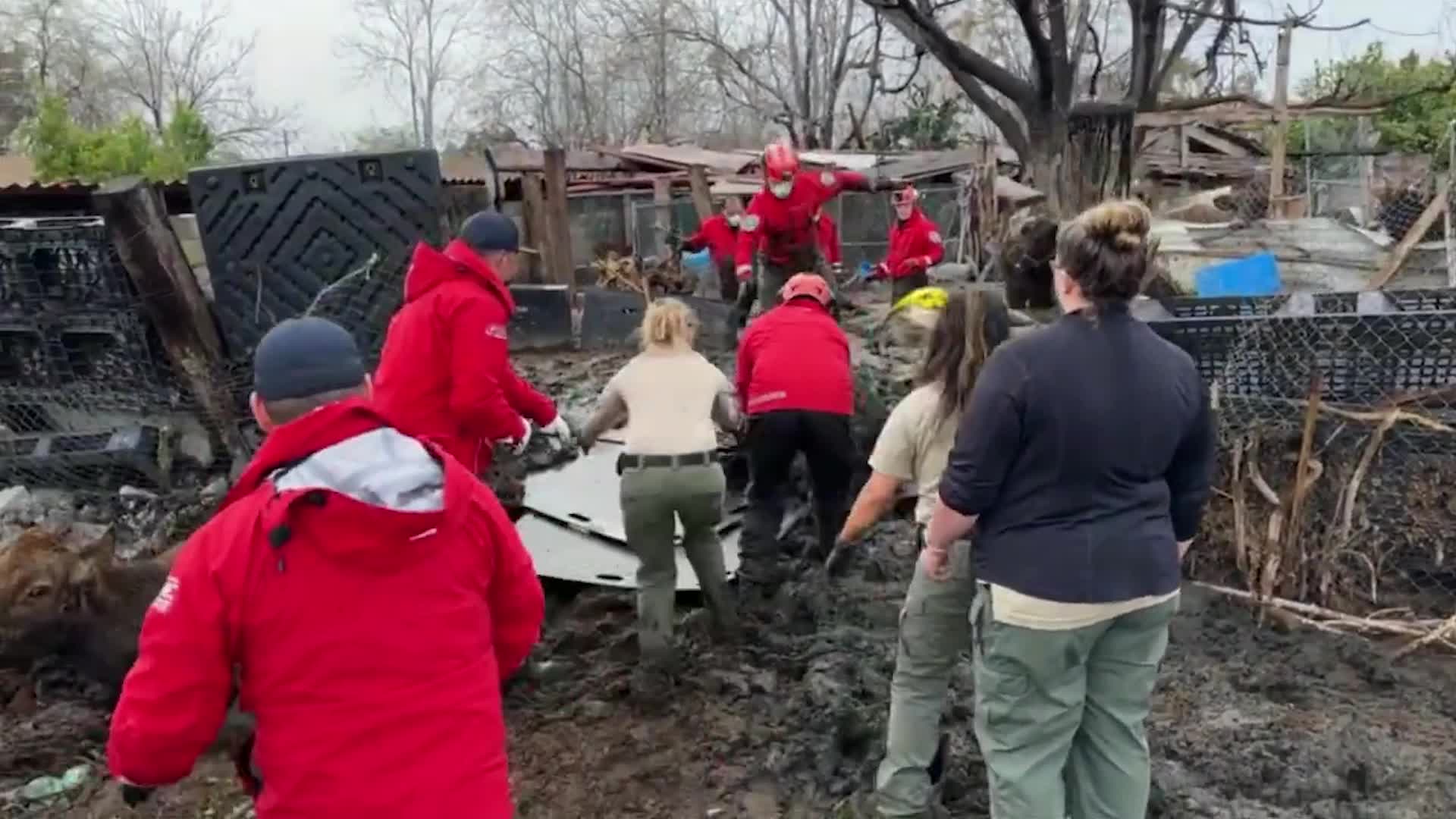 Firefighters Free Farm Animals Trapped In Mud