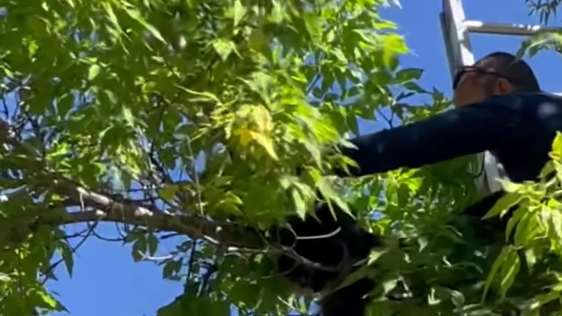 Firefighters Rescue Cat From Tree In Colorado Park