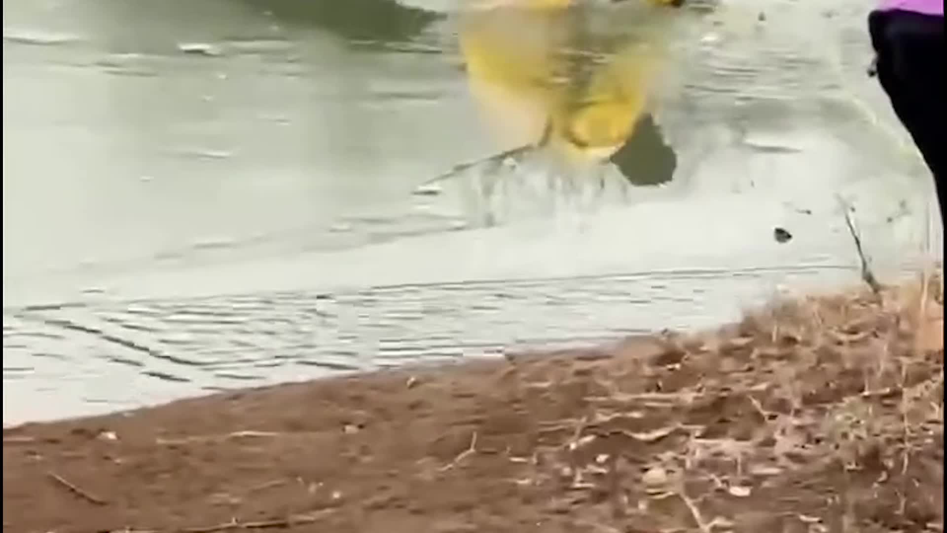 Firefighters Rescue Dog From Frozen Pond In Missouri
