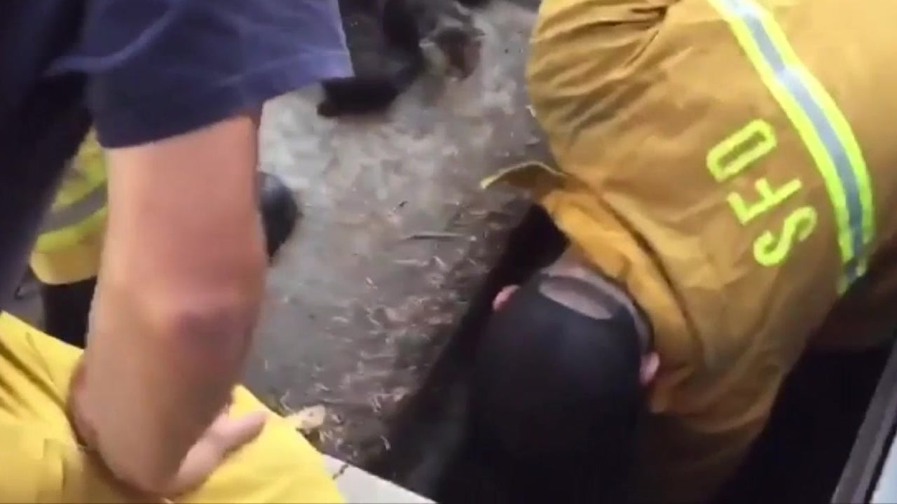 Firefighters Rescue Kittens from Storm Drain