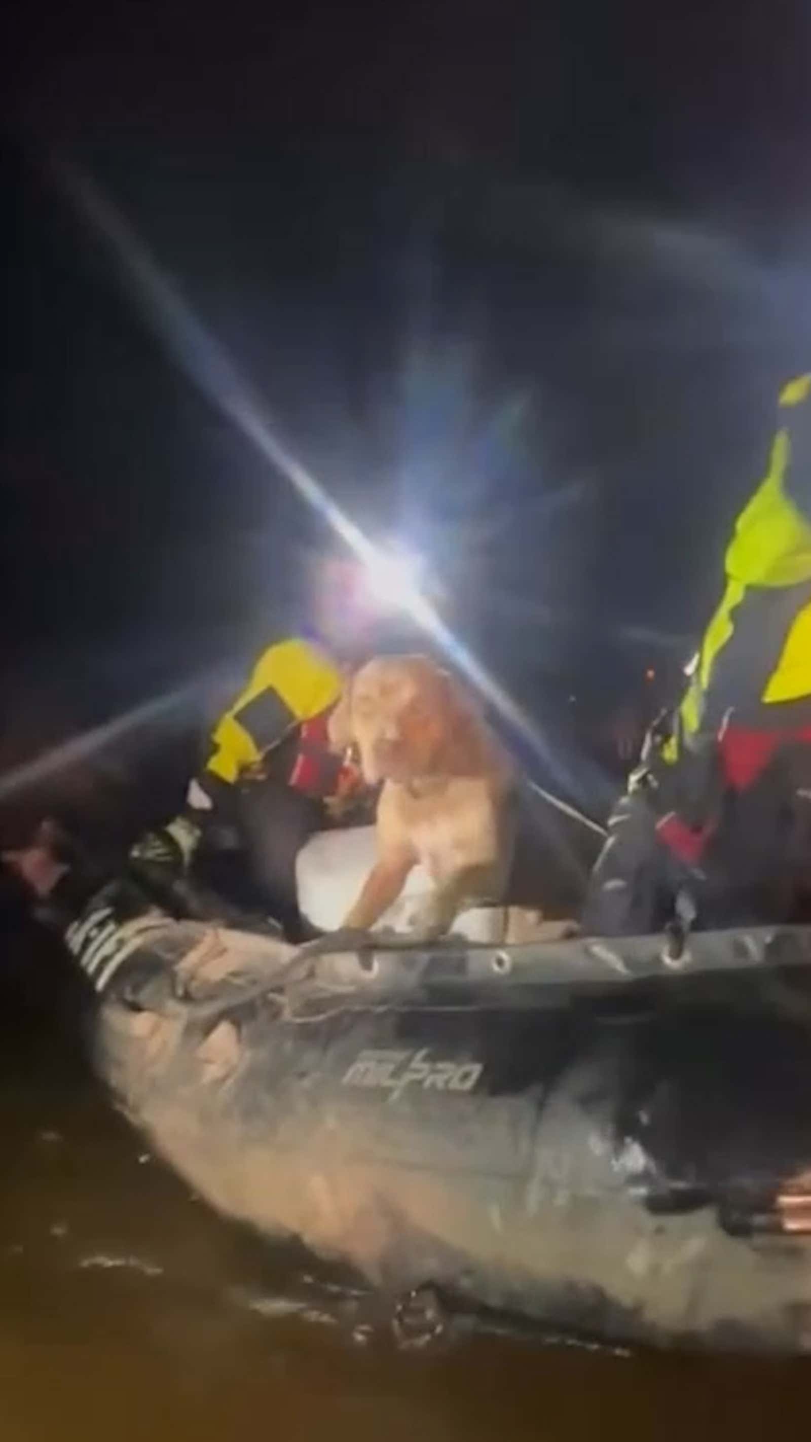 Dog rescued from flooded truck