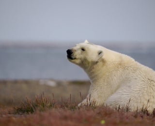 First Polar Bear Bird Flu Death Recorded In Alaska