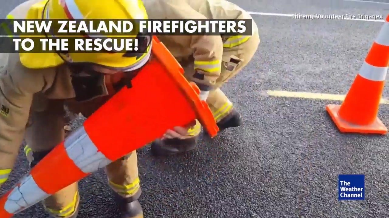 First Responders Rescue Ducklings from Storm Drain