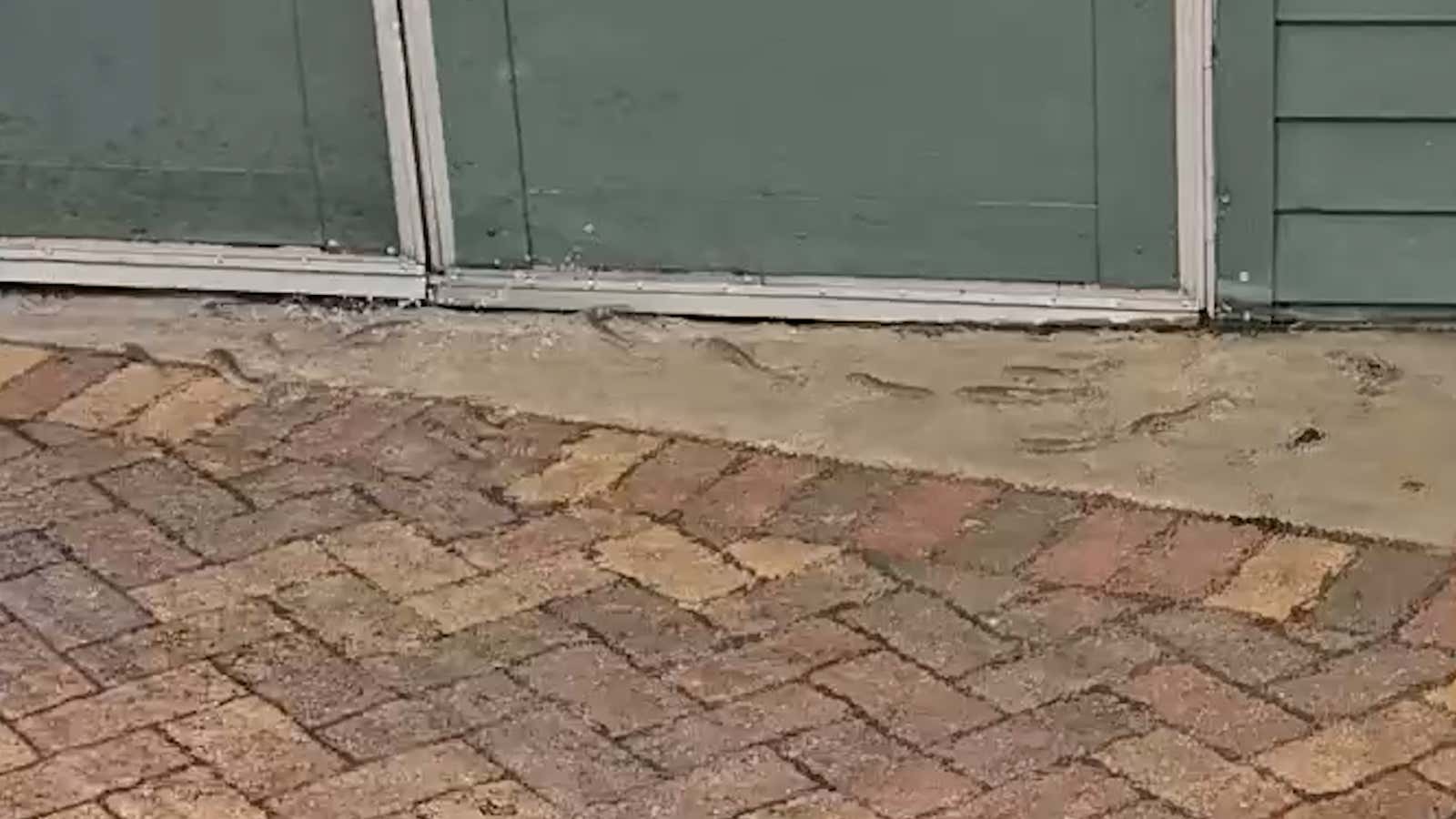 Fish swim across a flooded driveway in Fort Lauderdale during king-tide flooding