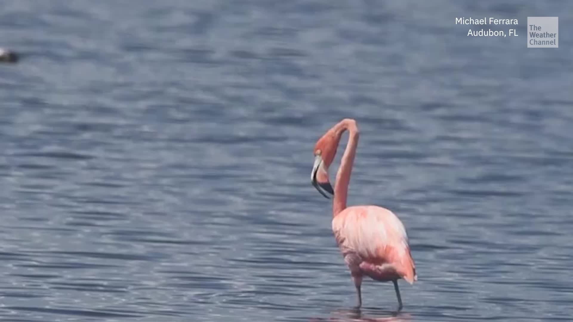 Flamingos Blown In By Hurricane Idalia Remain In Florida