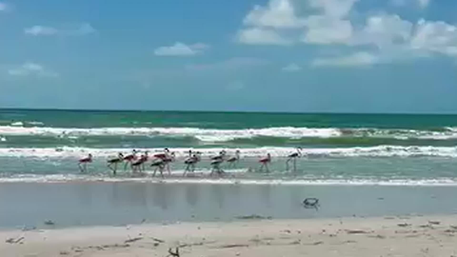 Flamingos Spotted In FL, Possibly Blown In By Idalia