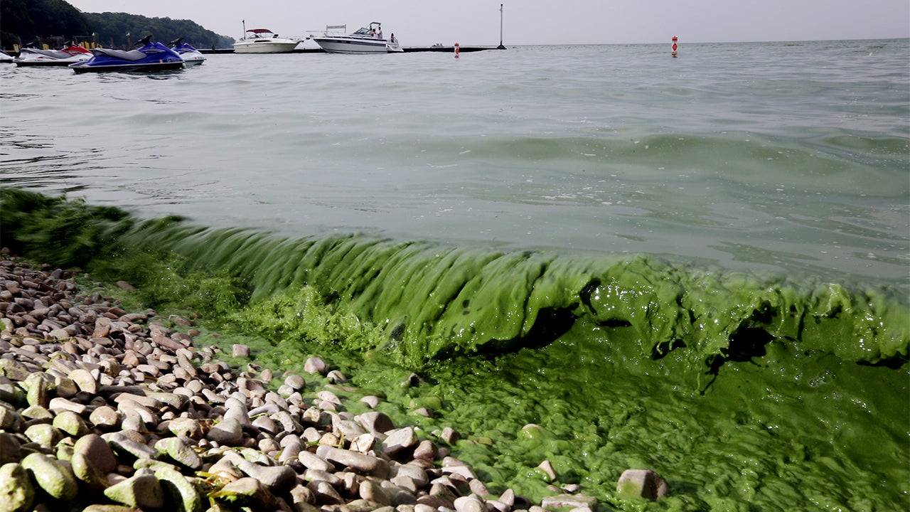 Florida Algae Back in a Big Way in St. Johns River