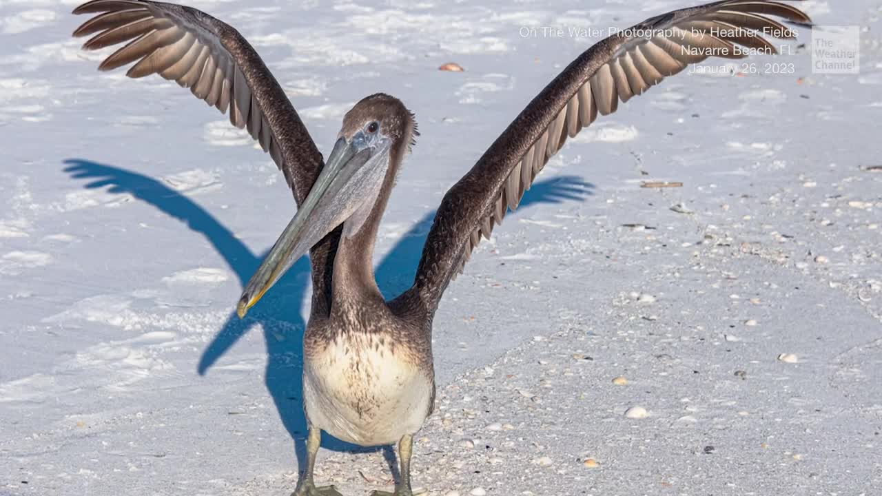 Florida Family Hopes Others Follow Their Pelican Rescue Example
