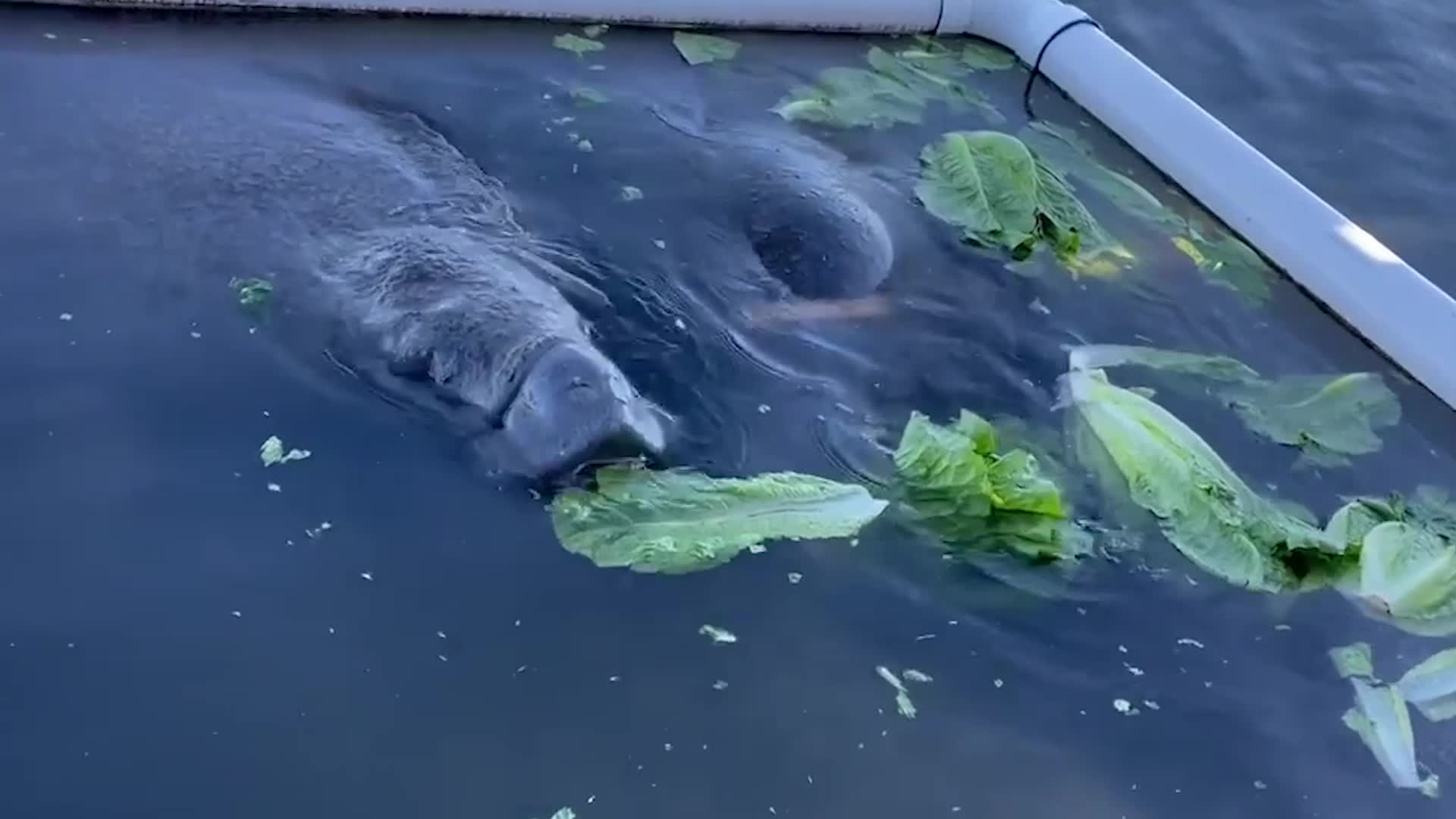 Florida Feeding Program Gives Over 215,000 Pounds Of Lettuce To Hungry Manatees