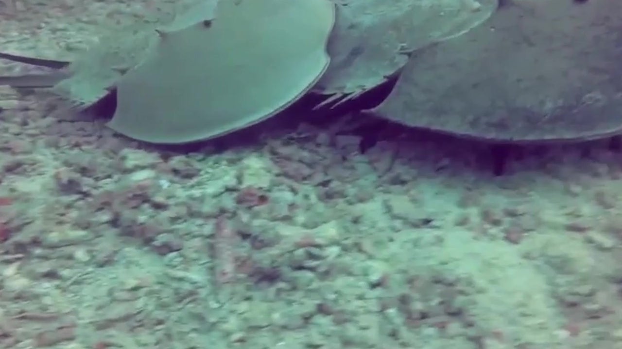 Florida: Help Us Spy on Mating Horseshoe Crabs