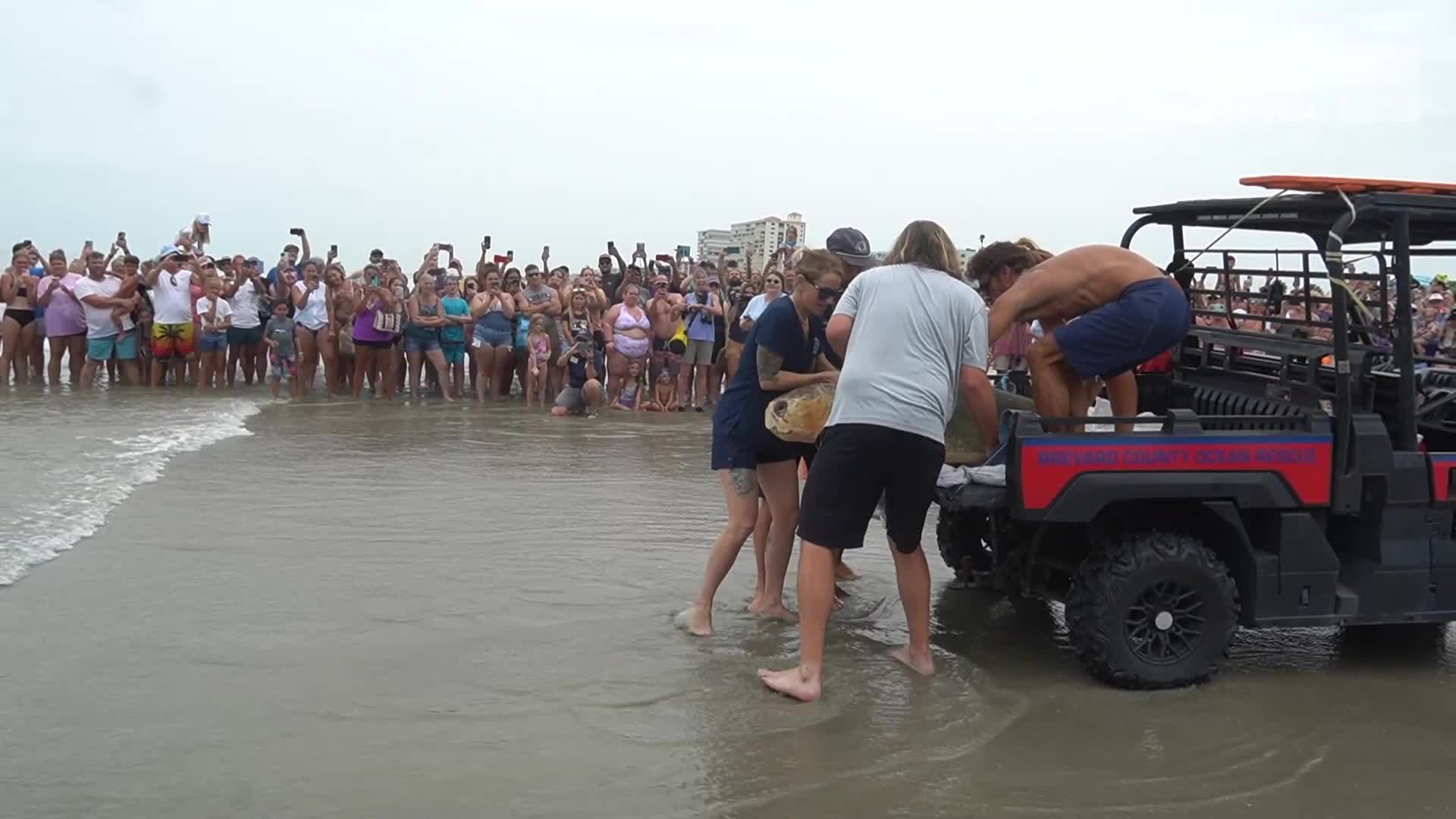 Florida Sea Turtle Released In Atlantic Ocean