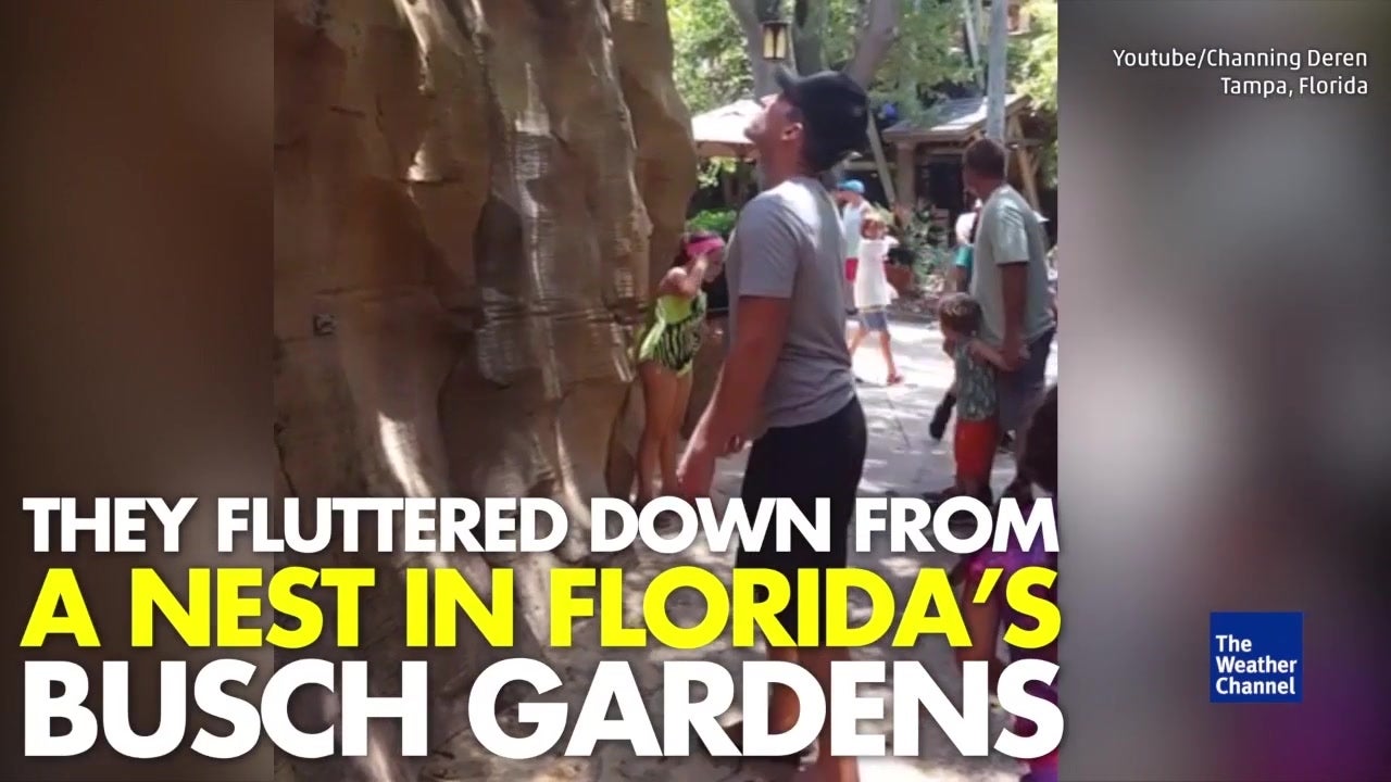 Florida Tourist Saves Falling Ducklings