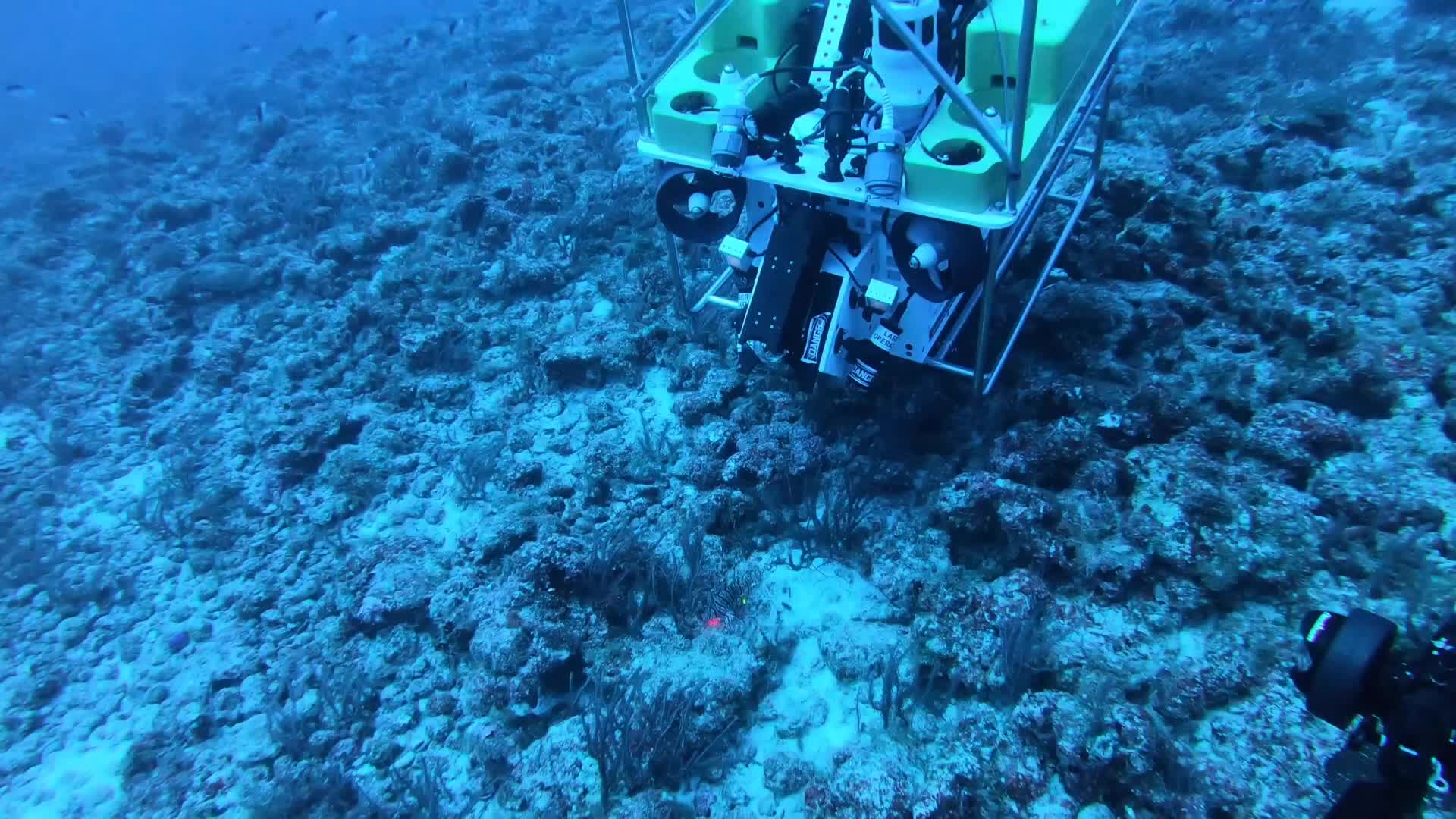 Florida Using Robot to Hunt Invasive Lionfish