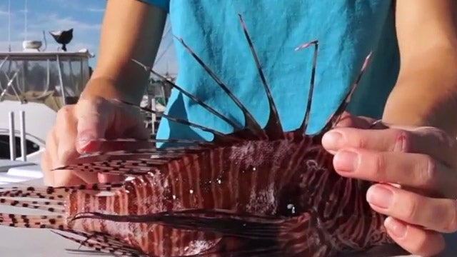 Florida's Lionfish Challenge