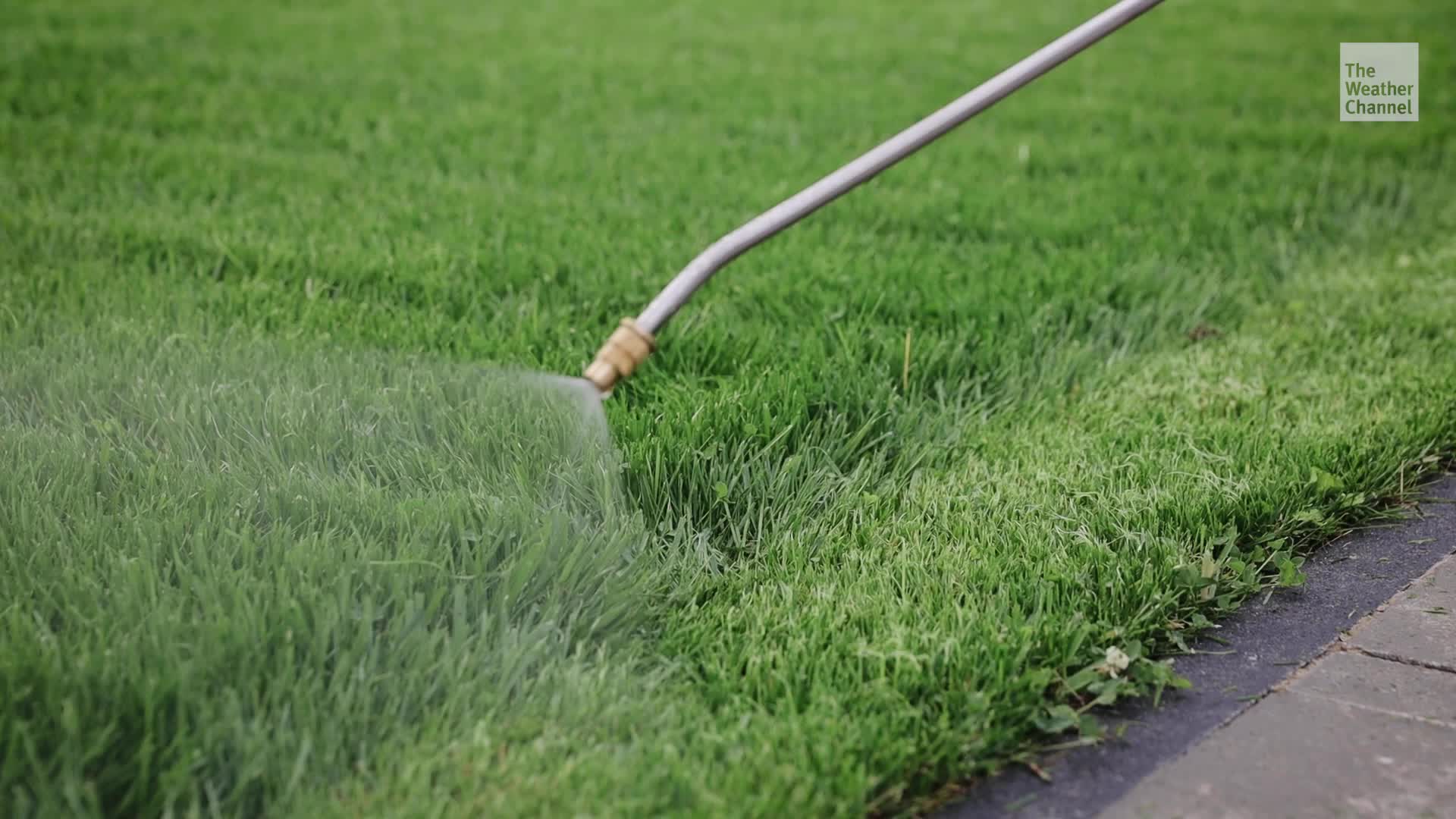 Follow These Tips To Use Pesticides Responsibly Around Pets