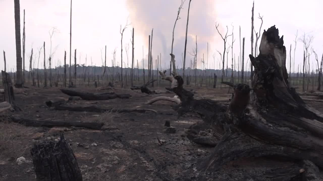 Forest Loss in 2019 Equivalent to Emissions from 400 Million Cars