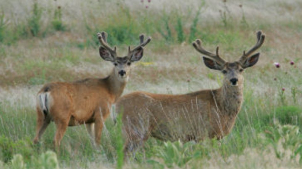 Former Colorado Thermonuclear Parts Plant Now a Wildlife Refuge
