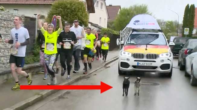 Four-footed Runners Join Human Athletes