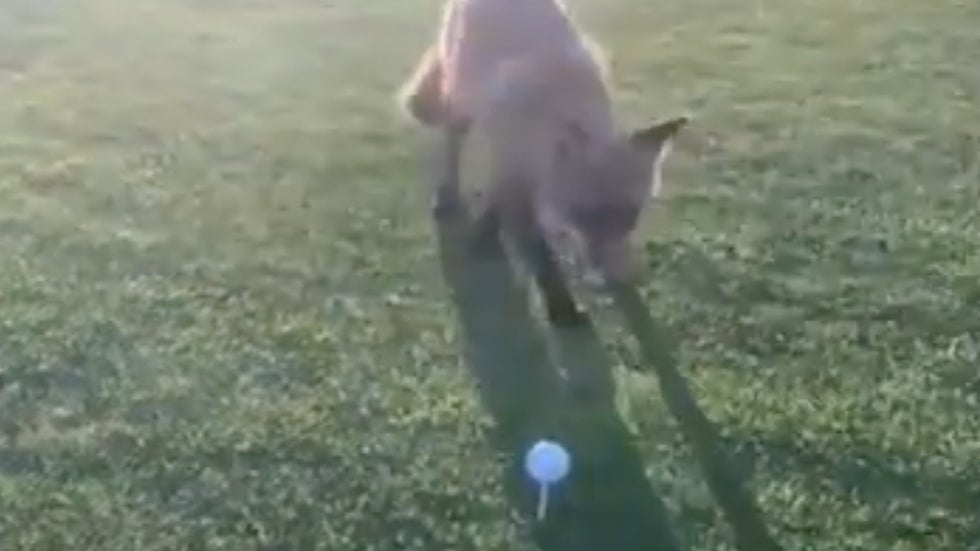 Fox Really Wanted the Golf Ball