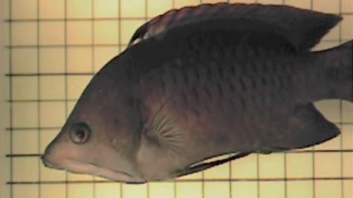 Freaky Fish has Massive Mouth