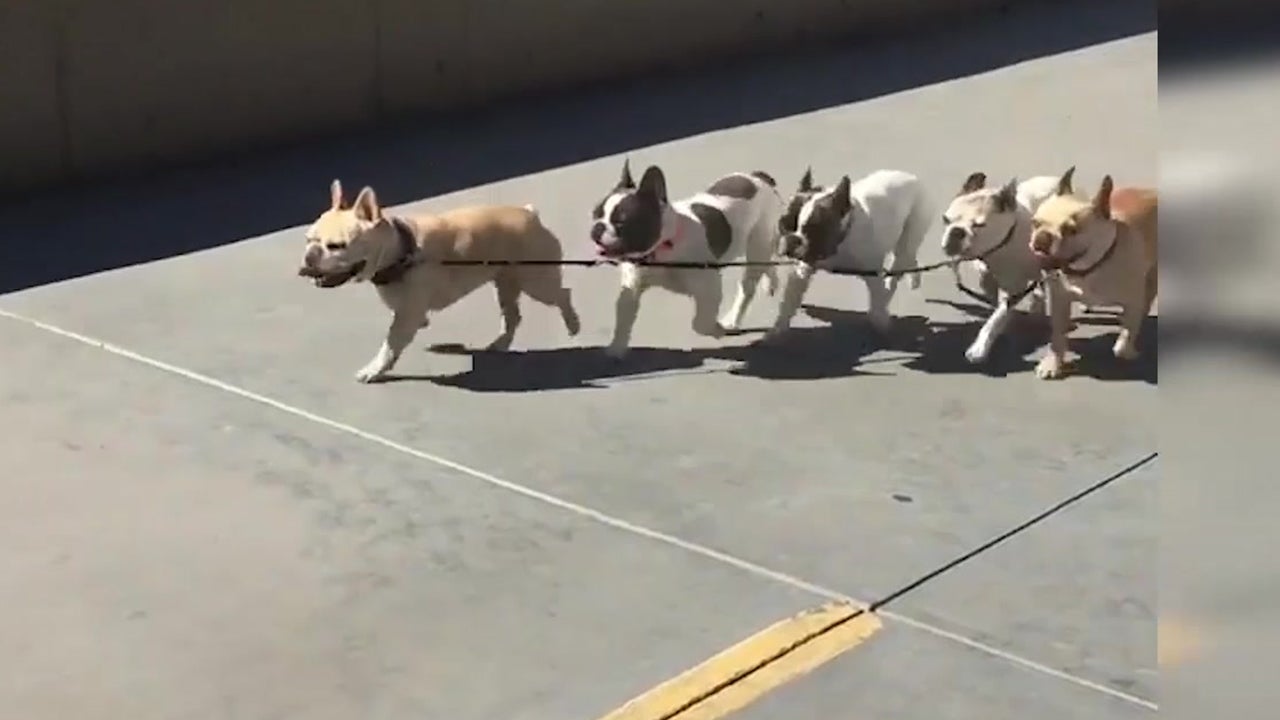 Frenchies Parade on Boardwalk