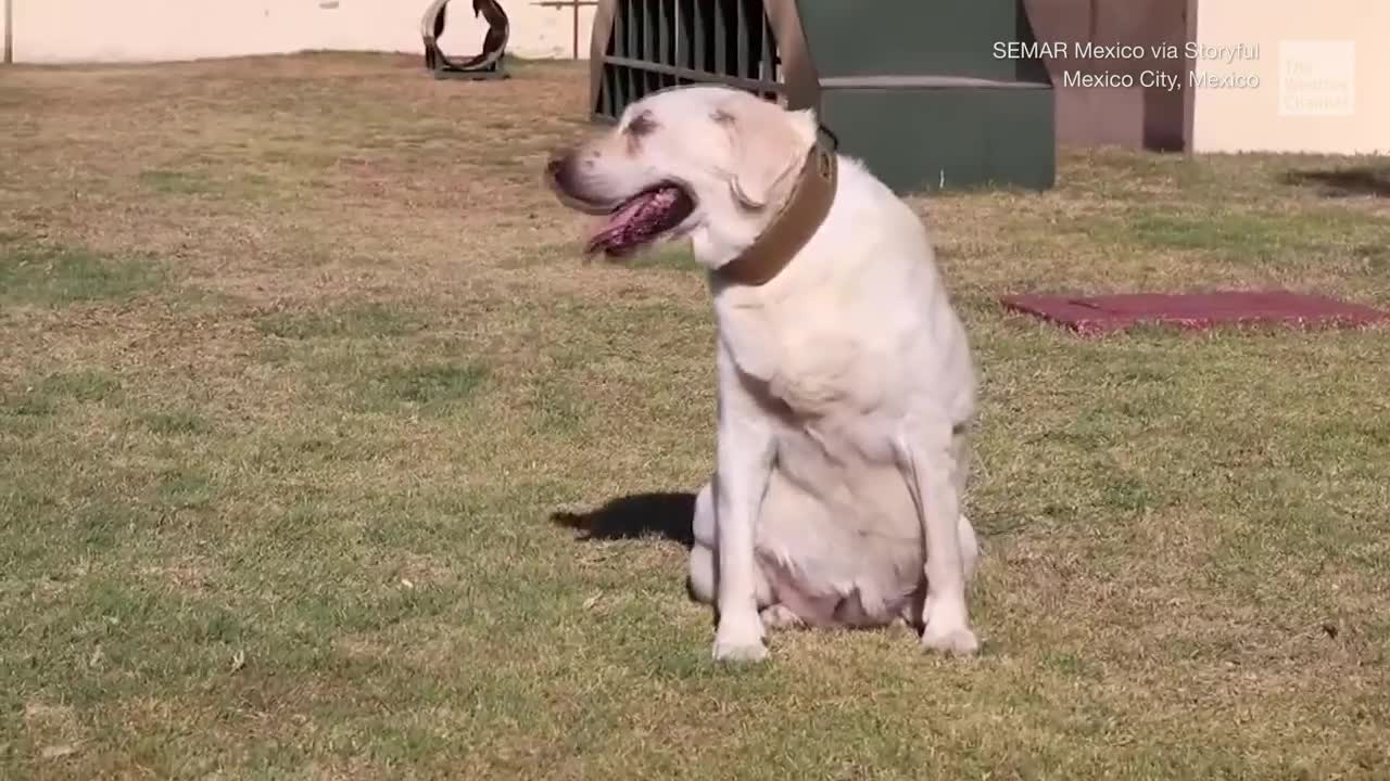 Frida, The Famous Search-And-Rescue Dog, Honored By Mexican Navy