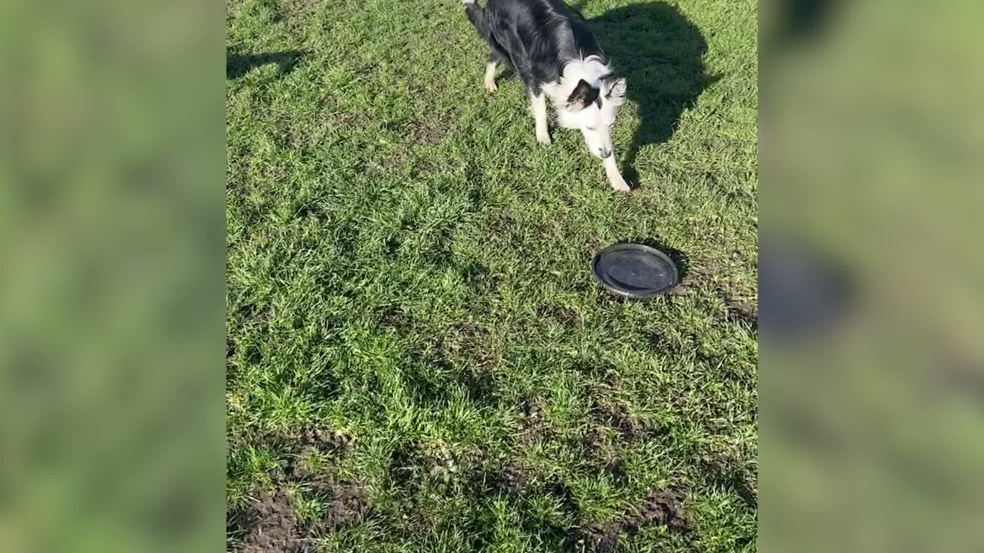 Frisbee Or Ball? A Conundrum For One Dog