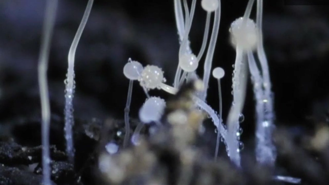 Fungal Diseases on Rise Because of This