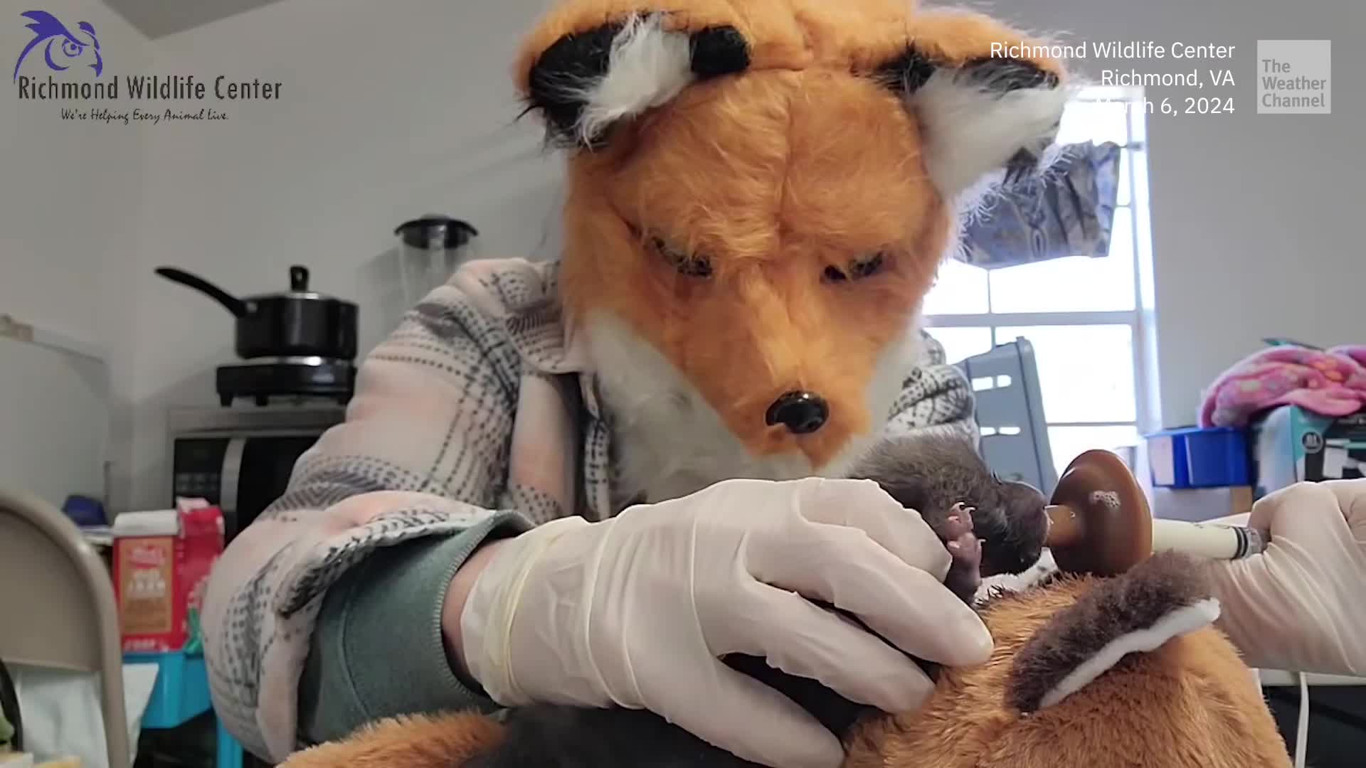 Furry Fashion? Worker Dons Animal Mask To Protect Young Fox