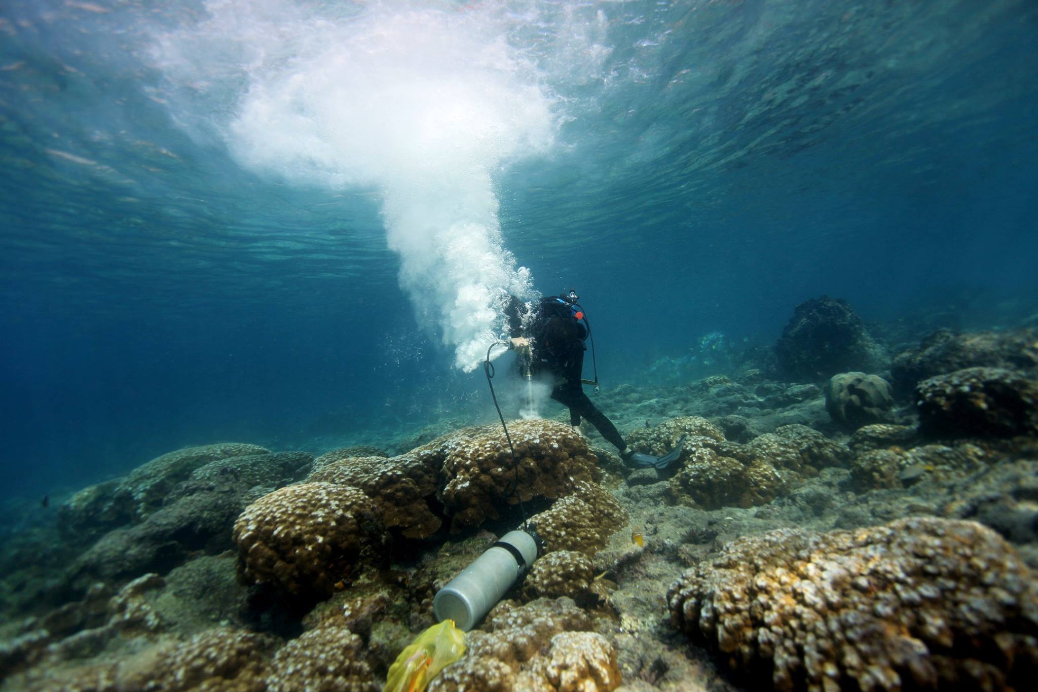 A NOAA scientist uses a pneumatic drill to take a coral core. This process does not injure the colony, which will grow back over the hole in a few years.