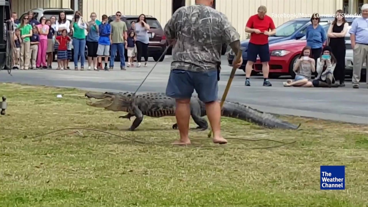 Gator Captured at School
